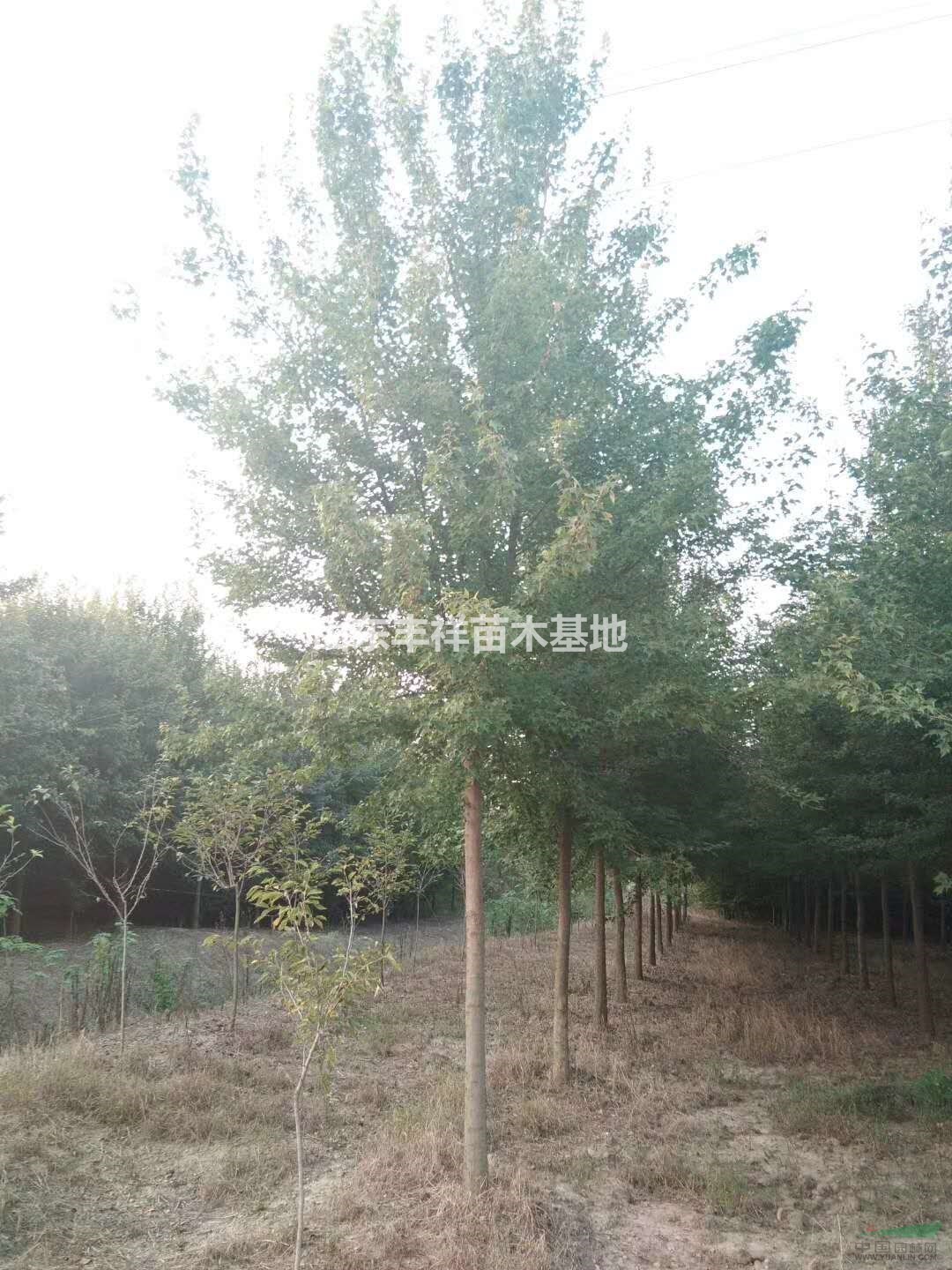 五角楓基地7公分五角楓、6公分五角楓價(jià)格