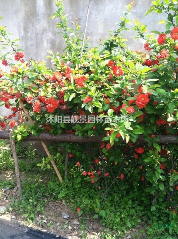 贴梗海棠50公分工程苗 贴梗海棠江苏沭阳行情 贴梗海棠哪里有