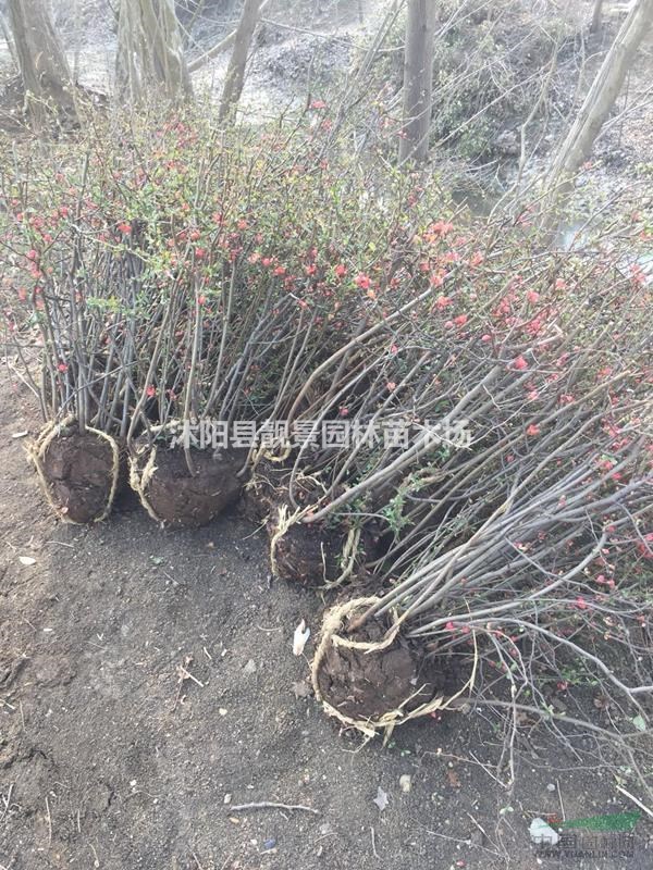 贴梗海棠50公分工程苗 贴梗海棠江苏沭阳行情 贴梗海棠哪里有