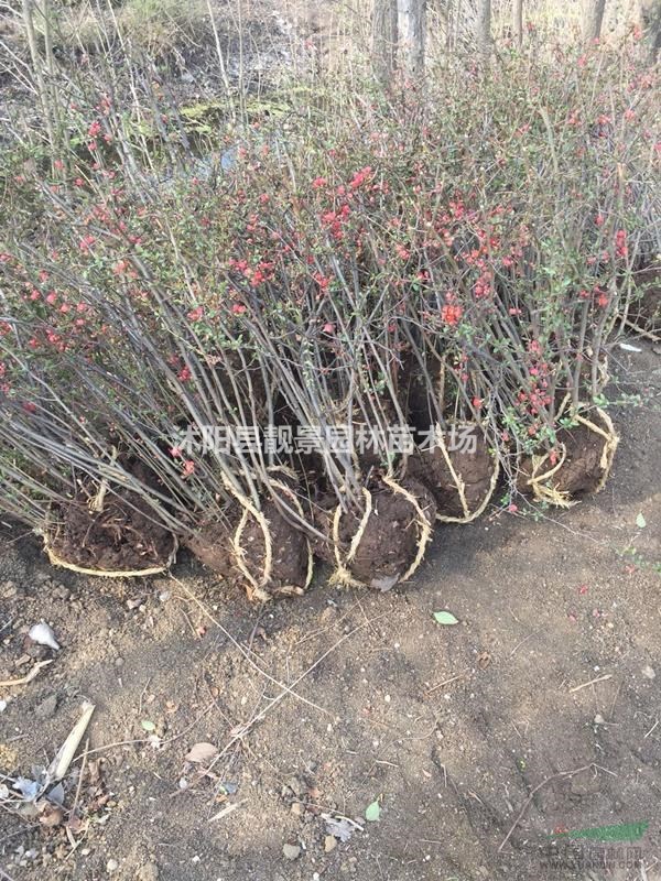 贴梗海棠50公分工程苗 贴梗海棠江苏沭阳行情 贴梗海棠哪里有