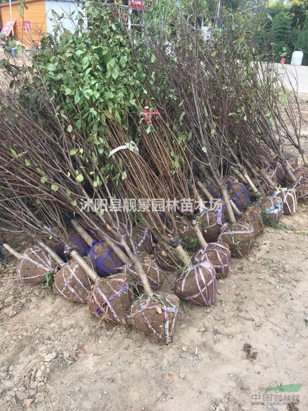 榆叶梅工程苗行情 重瓣榆叶梅哪里有 榆叶梅介绍简介