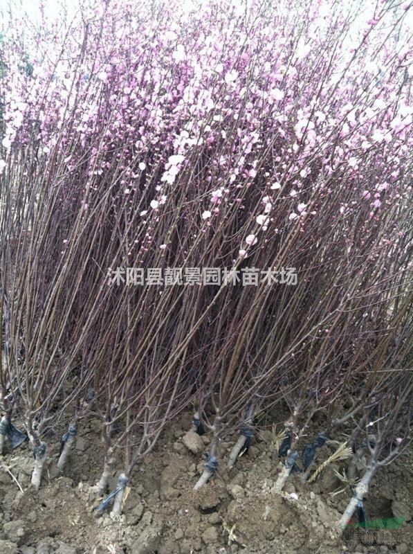 榆叶梅工程苗行情 重瓣榆叶梅哪里有 榆叶梅介绍简介