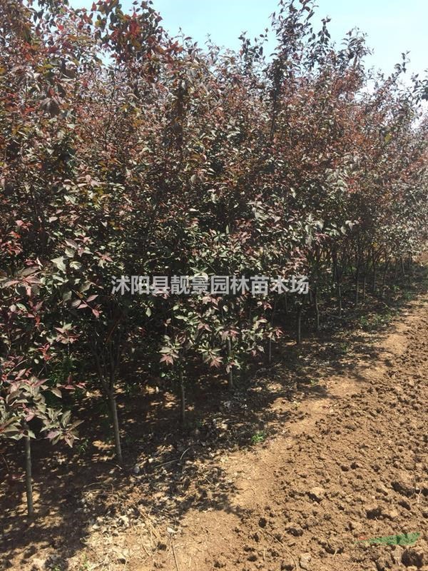 榆叶梅工程苗行情 重瓣榆叶梅哪里有 榆叶梅介绍简介