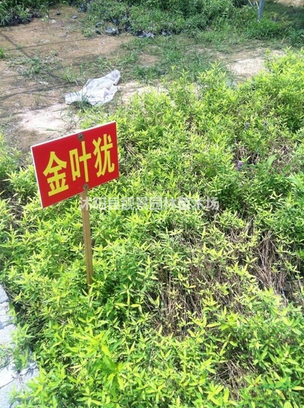 金叶莸40公分工程苗 金叶莸绿篱苗供应商 金叶莸江苏宿迁行情