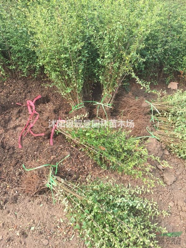 火棘苗80公分高工程苗 火棘种植绿篱色块 火棘图片介绍