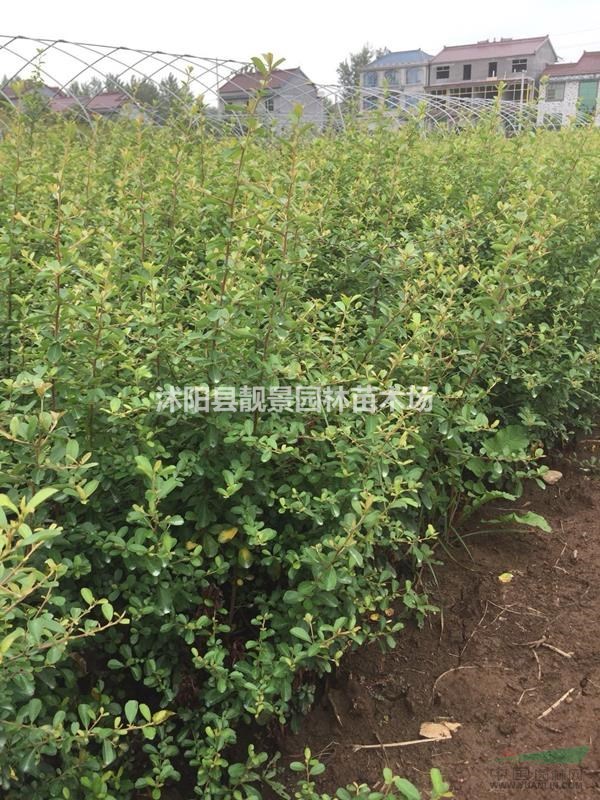 火棘苗80公分高工程苗 火棘种植绿篱色块 火棘图片介绍