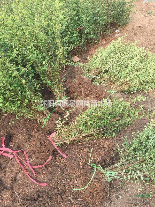 火棘苗80公分高工程苗 火棘种植绿篱色块 火棘图片介绍