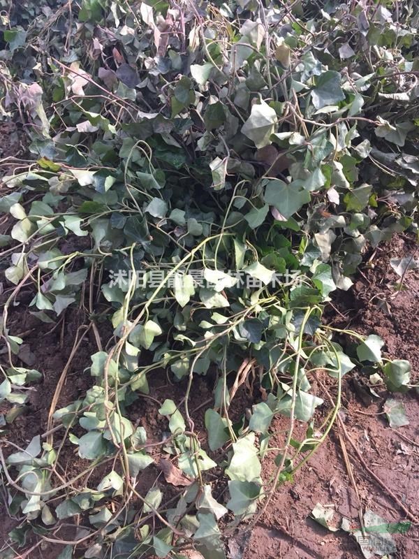 中华常青藤60公分工程苗 常青藤苗江苏供应商 常青藤攀岩爬藤