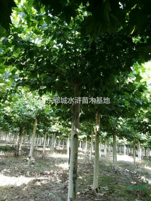 法桐種植基地出售12公分-18公分一級法桐樹