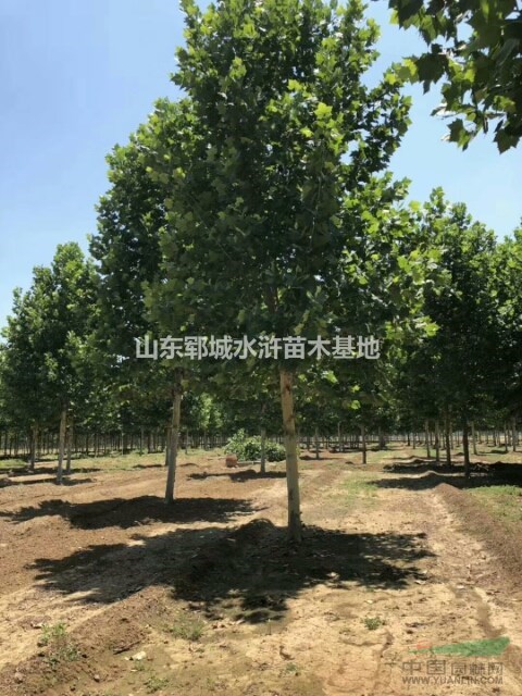 法桐種植基地出售12公分-18公分一級法桐樹