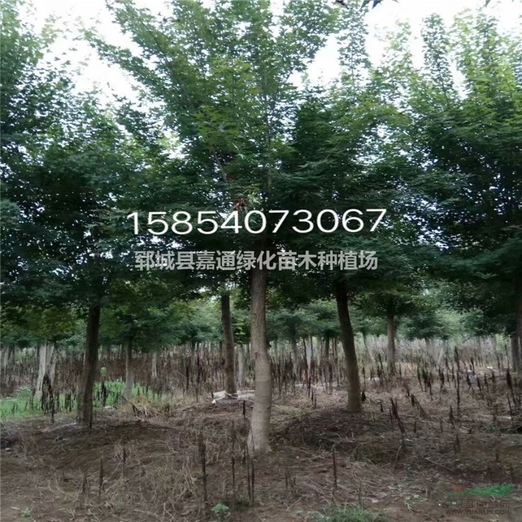 米徑12公分五角楓價(jià)格1100元  15公分五角楓2400元