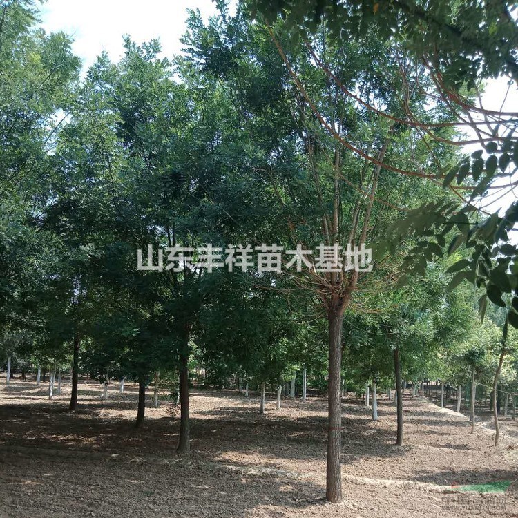2018年新國槐報(bào)價(jià)20公分國槐-18公分國槐價(jià)格