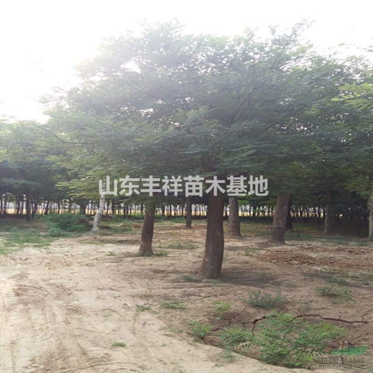 2018年新國槐報(bào)價(jià)20公分國槐-18公分國槐價(jià)格