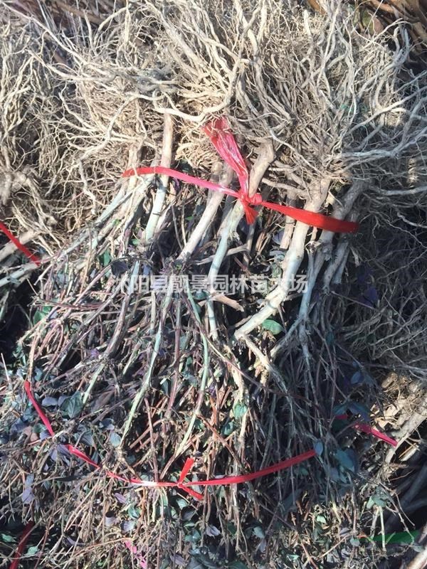 金银花50公分工程苗 金银花江苏供应商 金银花攀岩爬藤植物