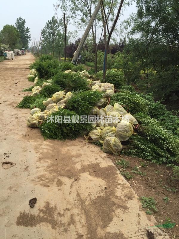 二年生水蜡工程苗 二年生水蜡秋季行情 水腊绿化苗木