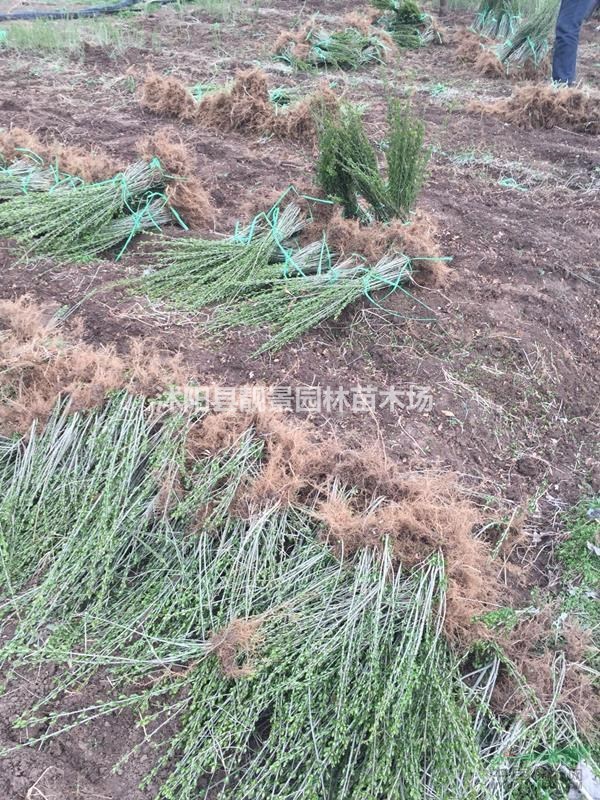 二年生水蜡工程苗 二年生水蜡秋季行情 水腊绿化苗木