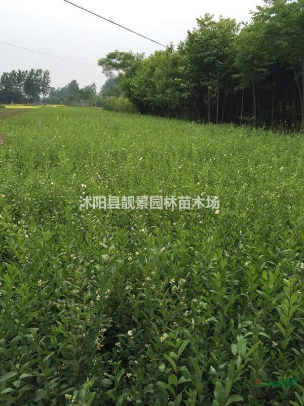 二年生水蜡工程苗 二年生水蜡秋季行情 水腊绿化苗木