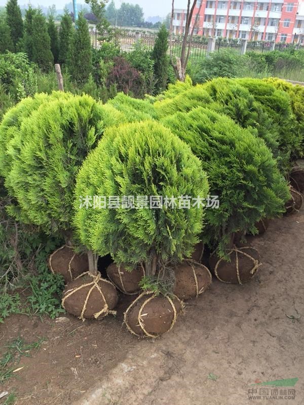 洒金柏球50-100冠幅供应商 洒金柏球江苏基地 洒金柏绿篱