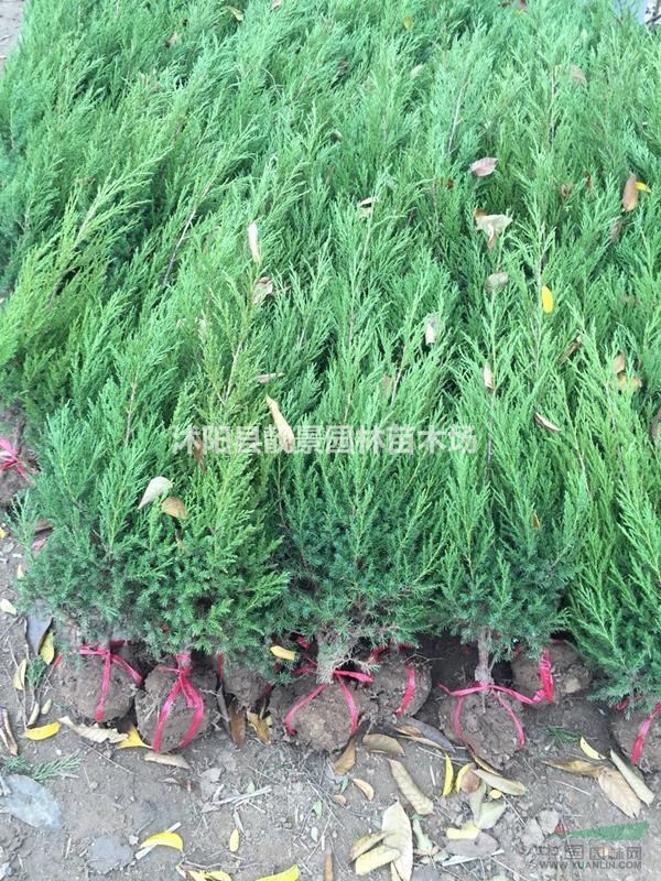 蜀桧工程苗行情 蜀桧江苏供应商 蜀桧种植绿篱苗