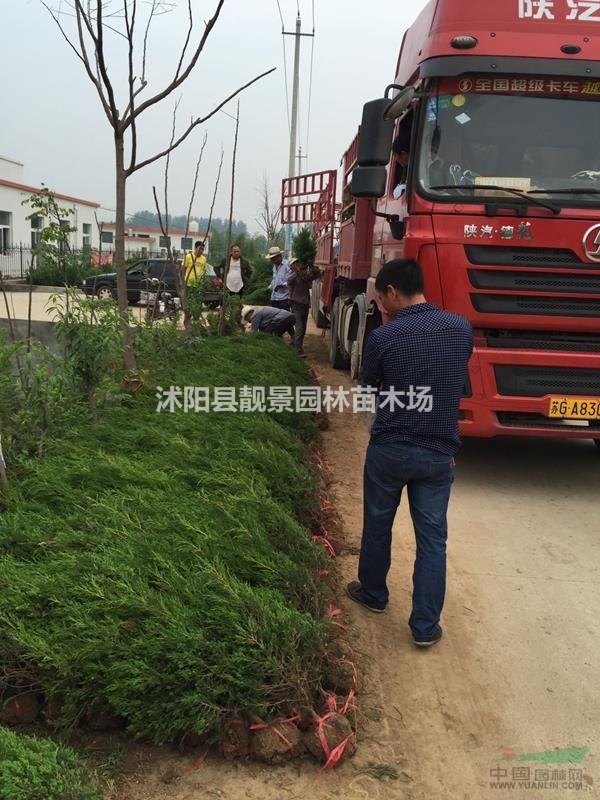 蜀桧工程苗行情 蜀桧江苏供应商 蜀桧种植绿篱苗