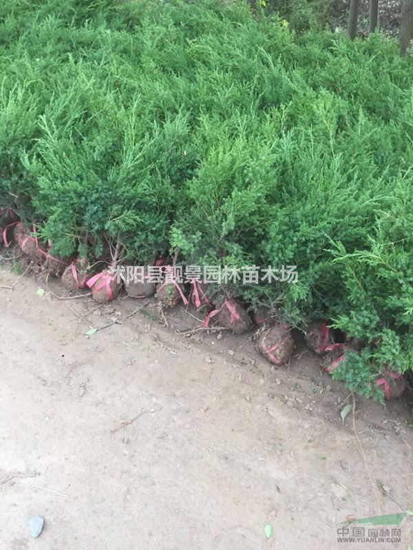 蜀桧工程苗行情 蜀桧江苏供应商 蜀桧种植绿篱苗