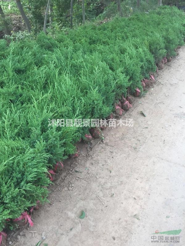 塔柏30-60公分工程苗 塔柏苗江苏供应商 塔柏绿篱苗木