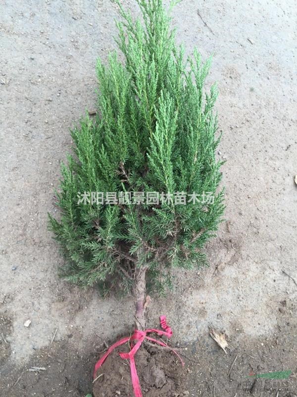 塔柏30-60公分工程苗 塔柏苗江苏供应商 塔柏绿篱苗木