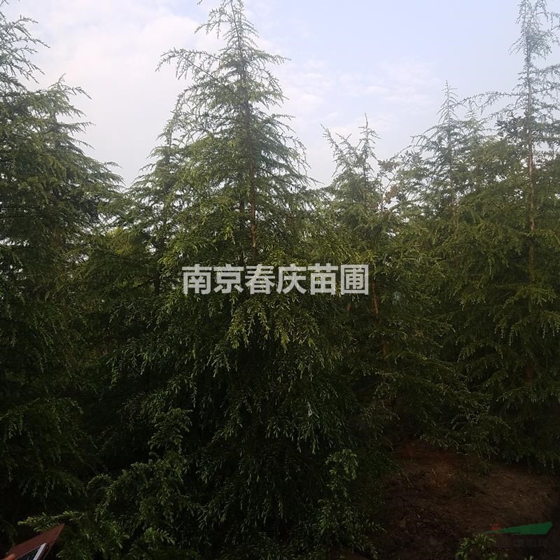 南京雪松樹(shù)苗3米價(jià)格4米多少錢(qián)一棵5米雪松批發(fā)