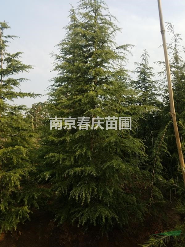 南京雪松樹(shù)苗3米價(jià)格4米多少錢(qián)一棵5米雪松批發(fā)