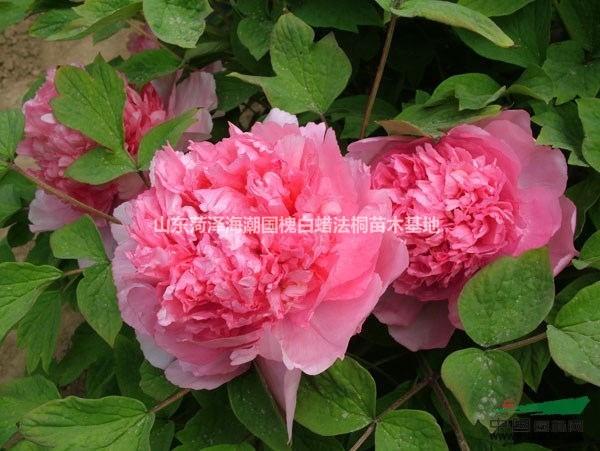 可供唐山牡丹苗圃唐山牡丹基地唐山芍藥苗圃唐山芍藥基地
