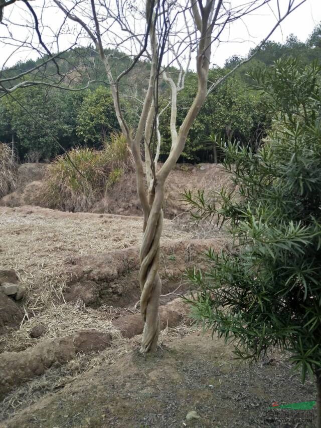 福建編桿紫薇