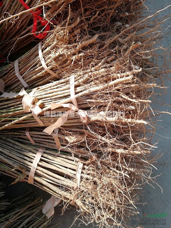 毛桃苗~毛桃苗基地直銷~毛桃苗價格