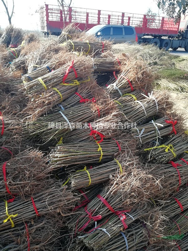 毛桃苗~毛桃苗基地直銷~毛桃苗價格
