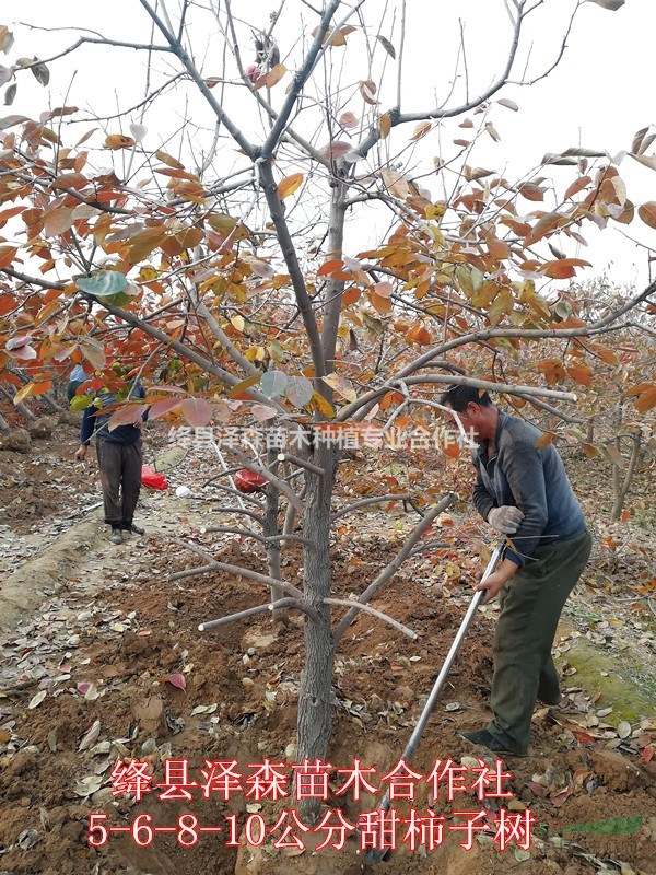 6公分柿子樹(shù)~規(guī)格7公分-8公分占地柿子樹(shù)多少錢(qián)一棵？