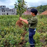 大果紅花油茶嫁接苗批發(fā)商，廣西大果紅花油茶嫁接苗優(yōu)質(zhì)供貨商