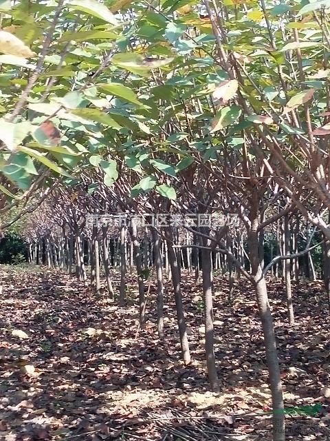 6公分櫻花工程苗木量大質優