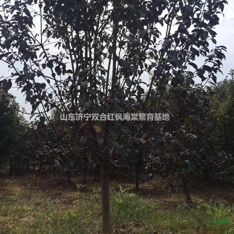 紅寶石海棠