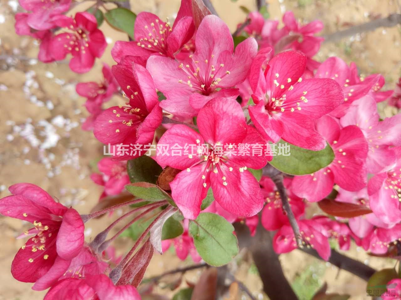 北美海棠紅寶石海棠