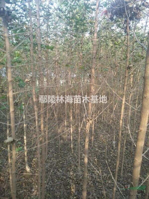 供應(yīng)五角楓