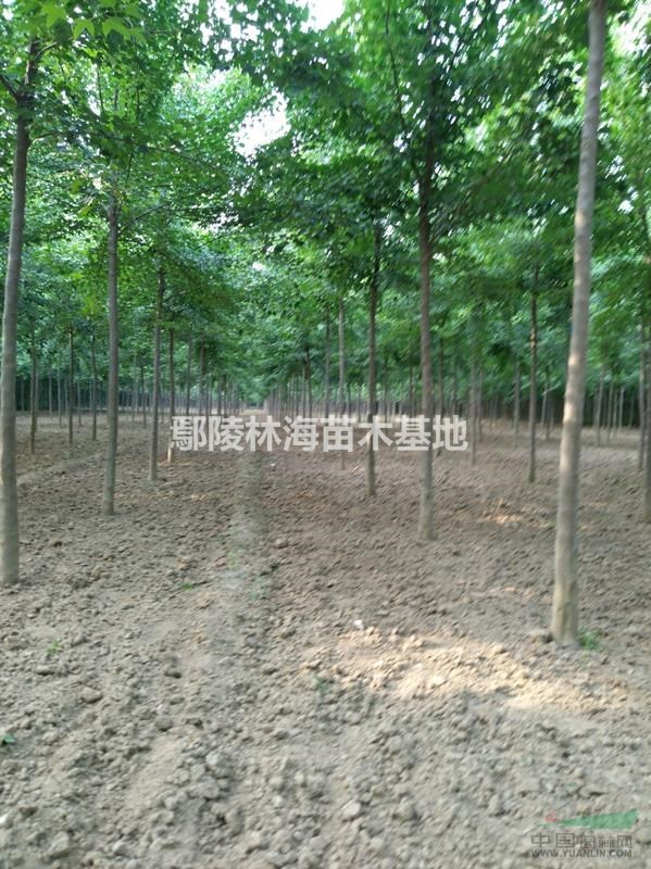 供應(yīng) 三角楓