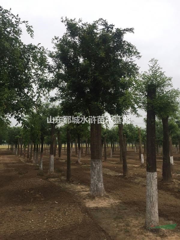 25公分皂角樹價格苗圃現(xiàn)貨出售25公分移栽皂角樹