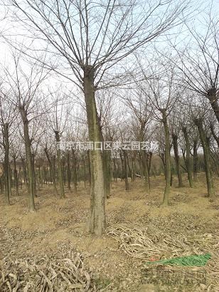 南京樸樹8公分-20公分直銷價格參考