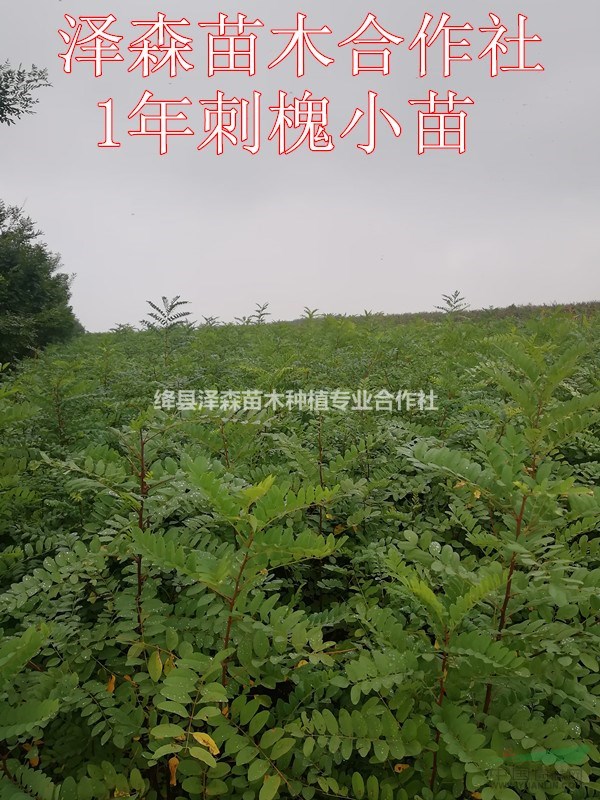 運(yùn)城刺槐苗批發(fā)~1年生刺槐苗多少錢一棵？
