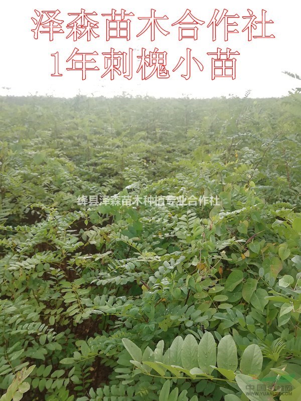 運(yùn)城刺槐苗批發(fā)~1年生刺槐苗多少錢一棵？