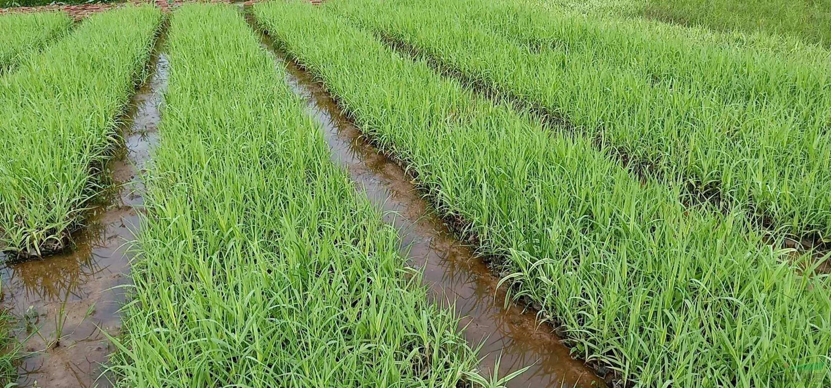 廣西花葉蘆竹基地批發(fā)|廣西梧州市哪里賣水生植物  