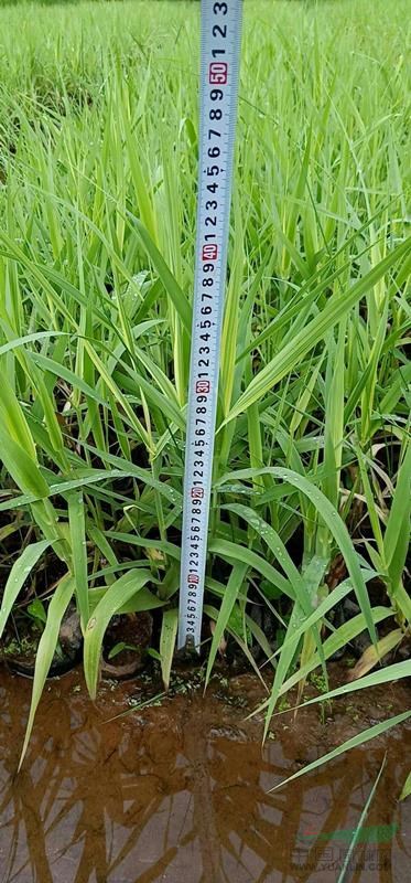 廣西花葉蘆竹基地批發(fā)|廣西梧州市哪里賣水生植物  