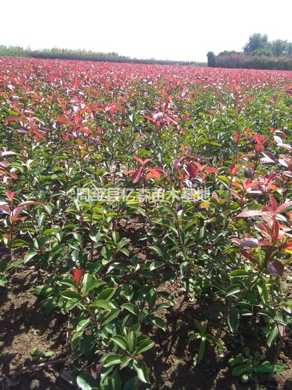 兩年生精品陜西紅葉石楠種植基地 周至紅葉石楠50公分杯苗批發