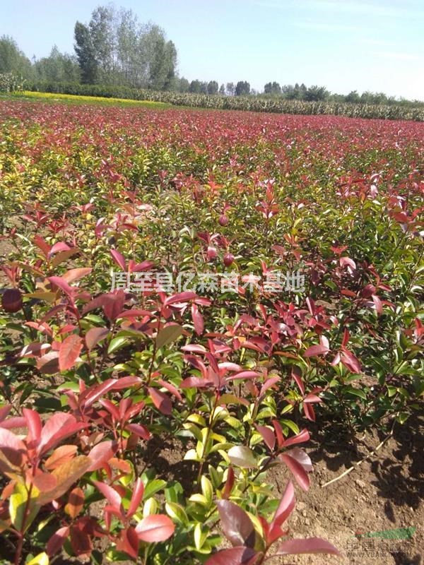 兩年生精品陜西紅葉石楠種植基地 周至紅葉石楠50公分杯苗批發