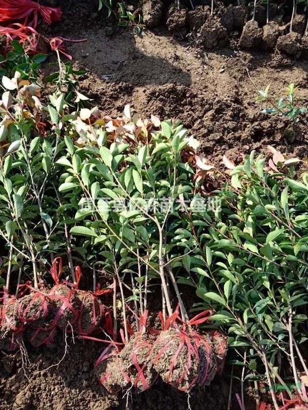 兩年生精品陜西紅葉石楠種植基地 周至紅葉石楠50公分杯苗批發
