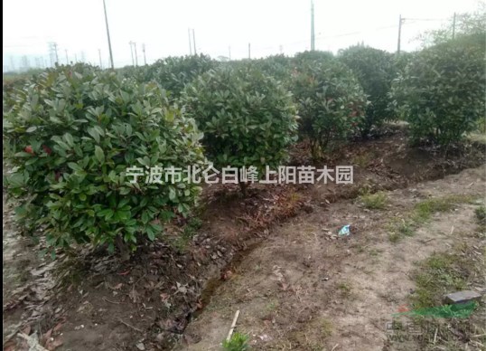寧波苗圃直接供應黑土田苗1-2米冠紅葉石楠球